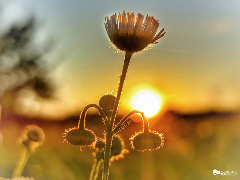 Esti megvilágításban 2.