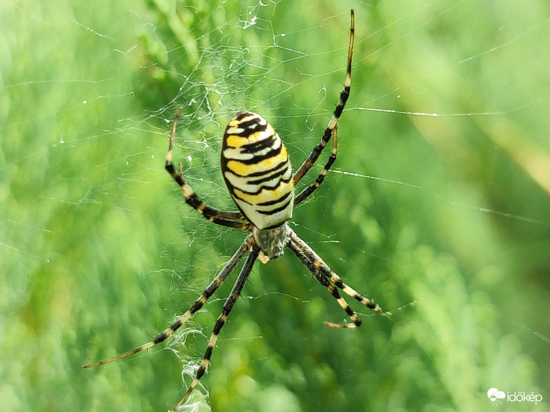 Bokrunk új lakója:
