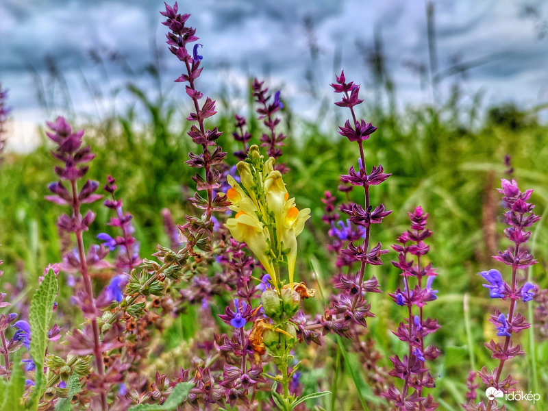 Zsályák között különcködő