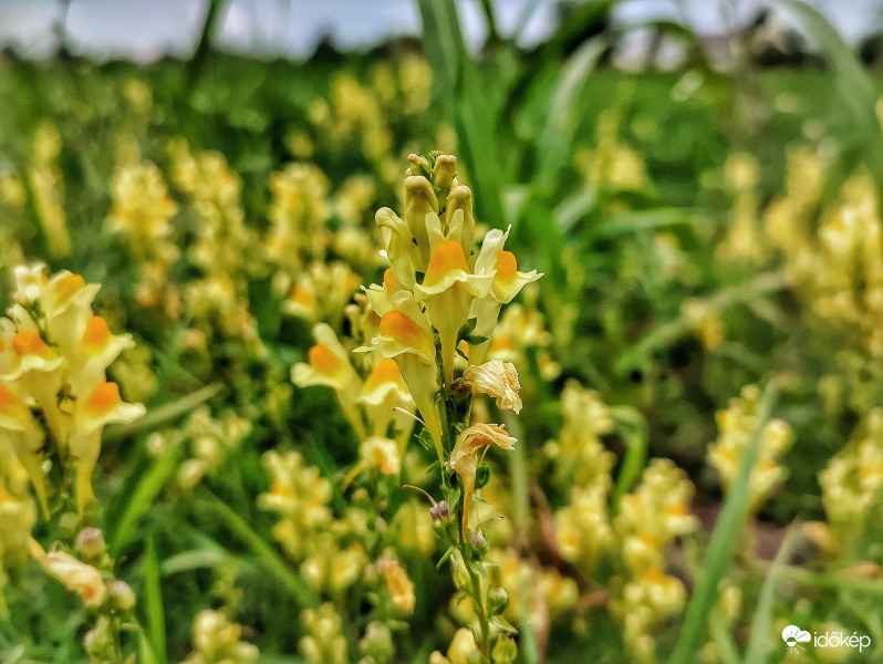 Rikító színek a borult időben