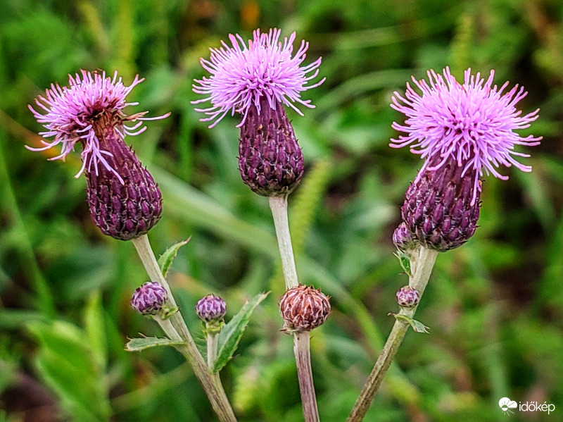 Hárman egy szárról