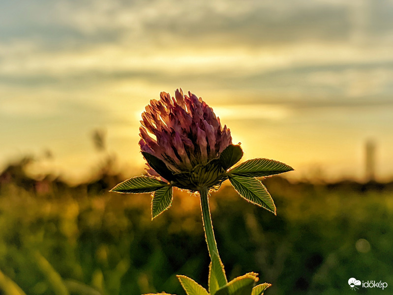 Réti here az alkonyban