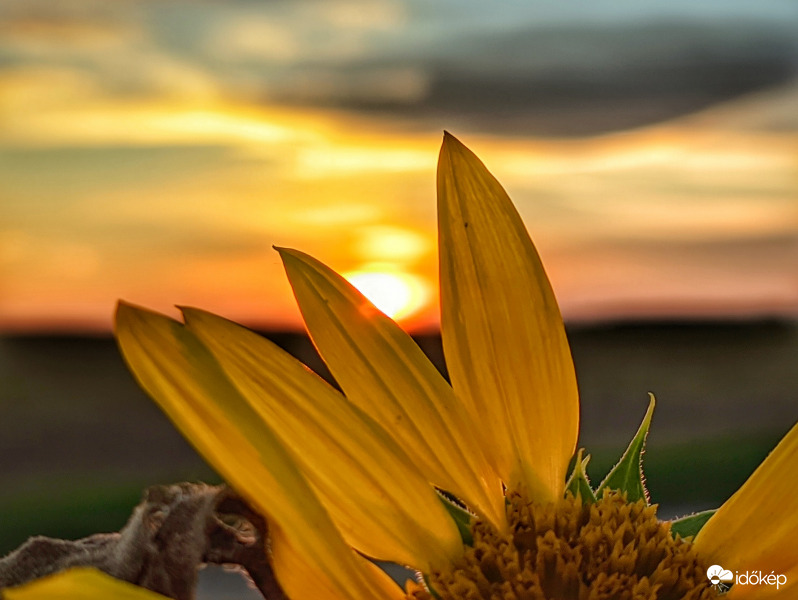 Napraforgó szirom mögött