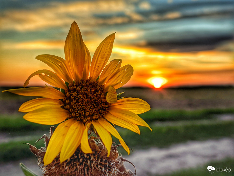 Szeptemberi napraforgós alkony