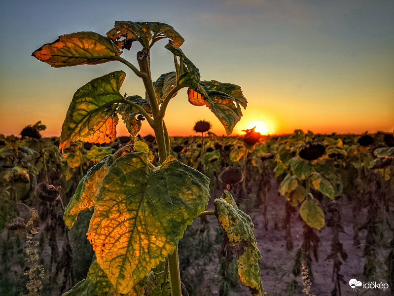 Sárguló, kókadó levelek
