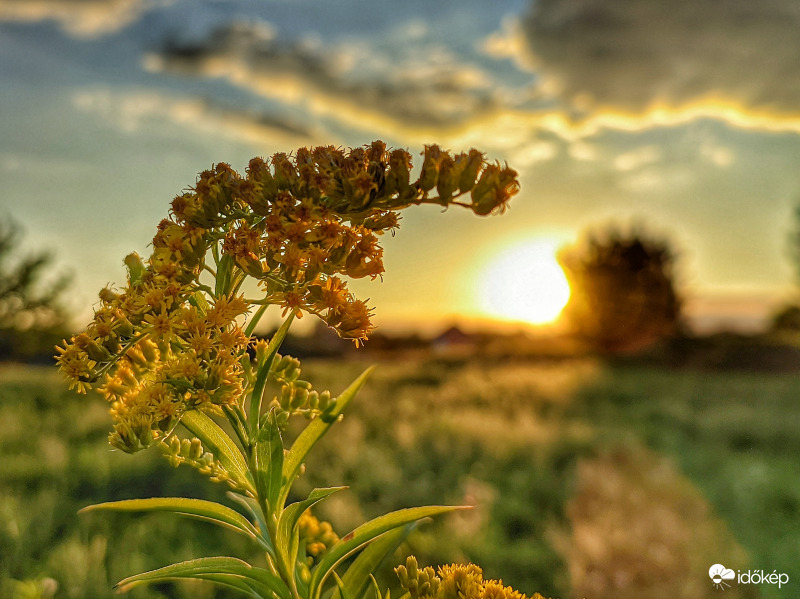 Aranyvessző alkonyatkor