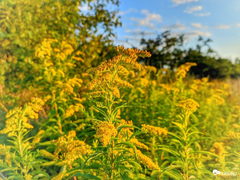 Aranyvesszők társaságában