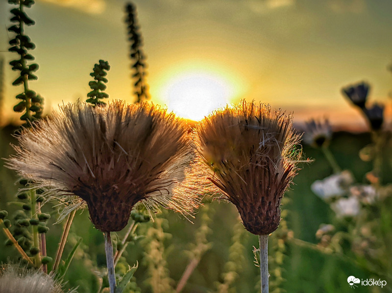 Pamacsok társaságában
