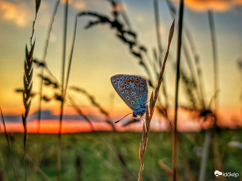 Megpihent boglárka alkonykor