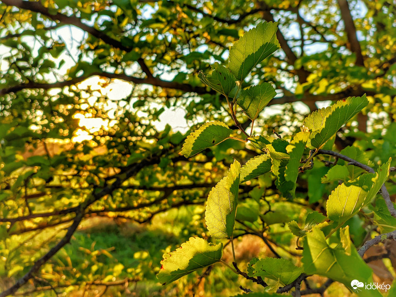 Még zölden élvezi a nyárutót