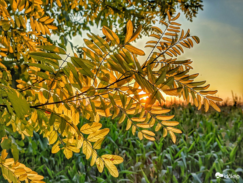 Akác levelei alkonyatkor