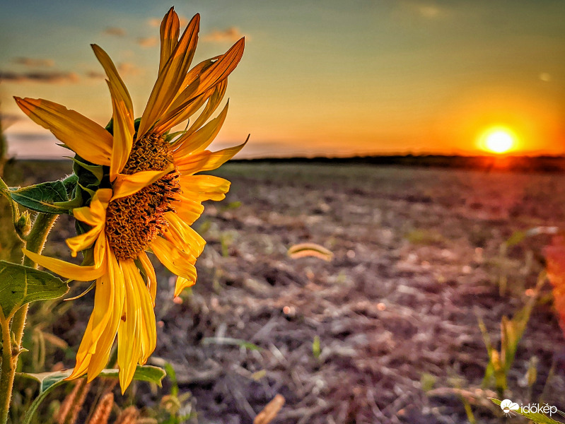 Elnéz a nap mellett