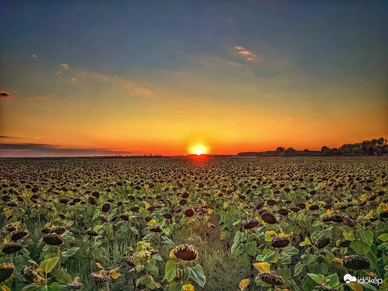 Nap végén a napraforgóföldön