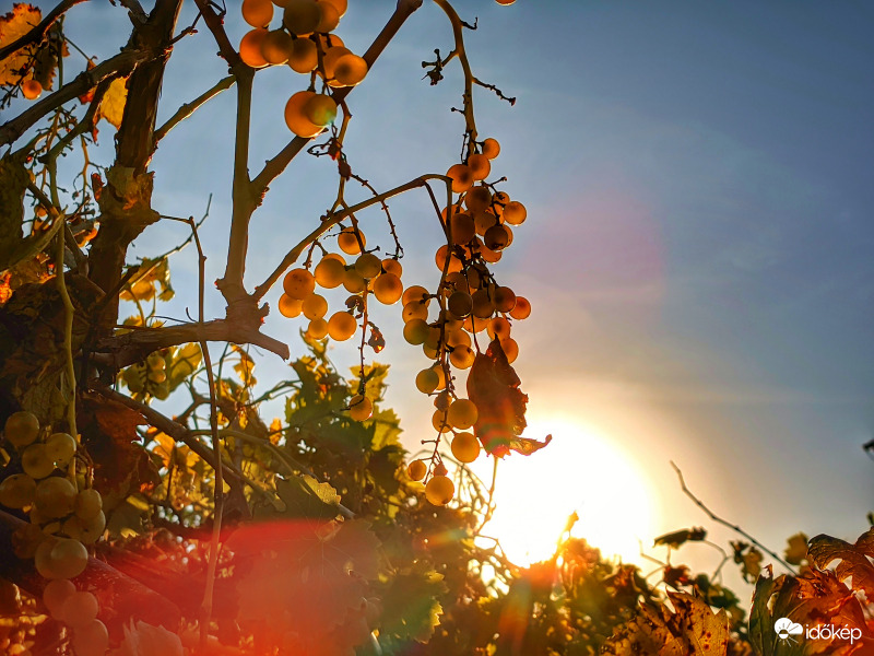 Napos októberi szőlők
