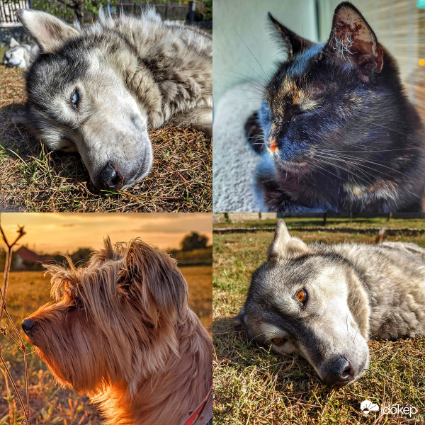 Állatok világnapja alkalmából