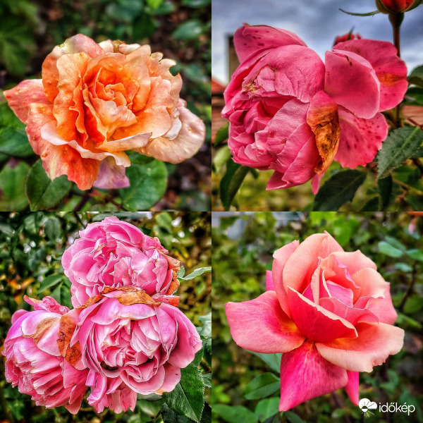 Rózsák ősz közepén