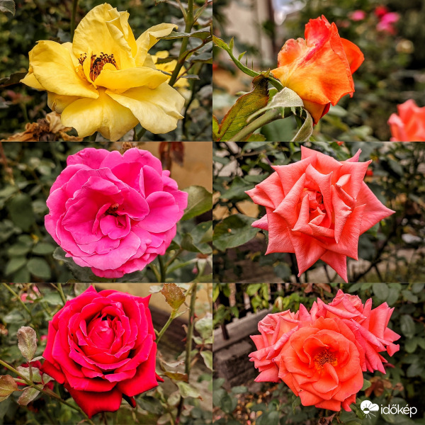 Rózsák két héttel ezelőttről