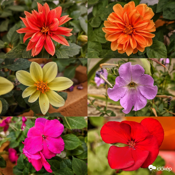 Őszi virágos kollázs