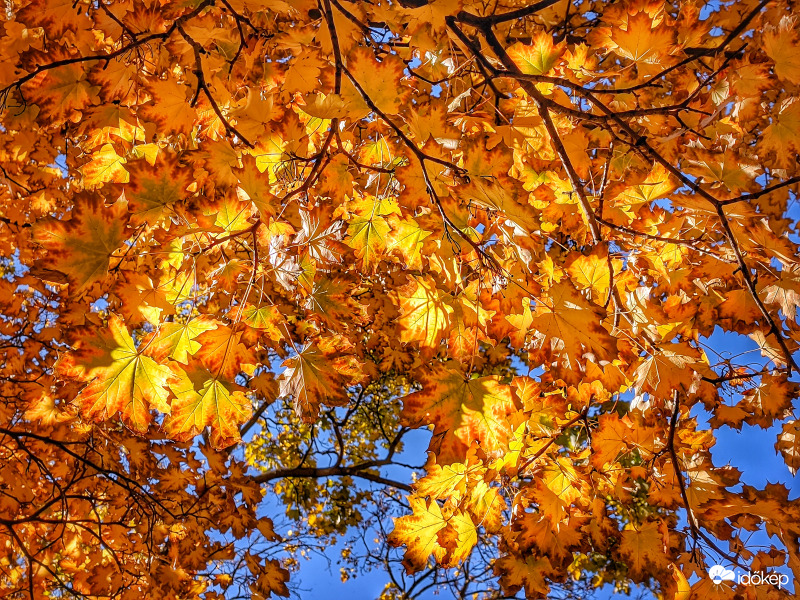 Őszi levelek napsütésben