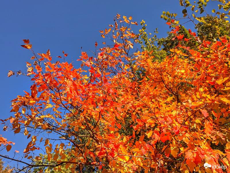 Őszi színek a kék éggel