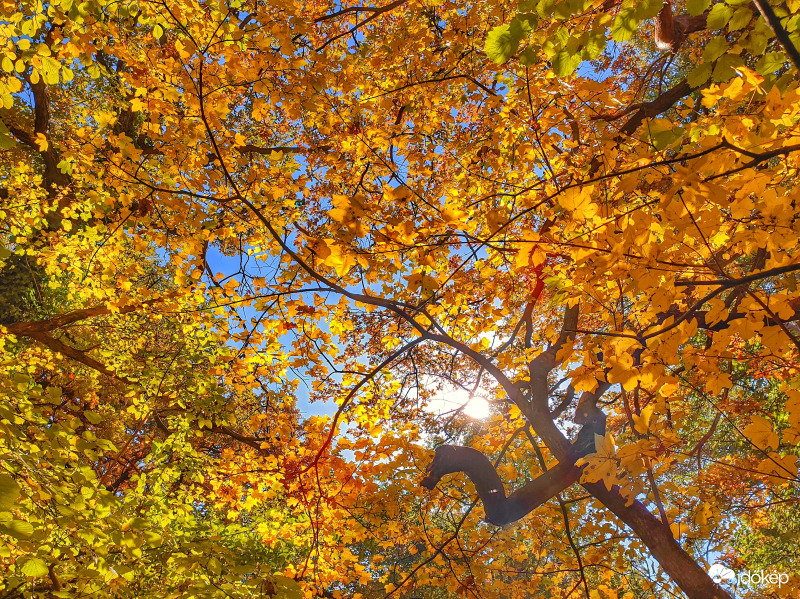Őszi erdő napsütésben