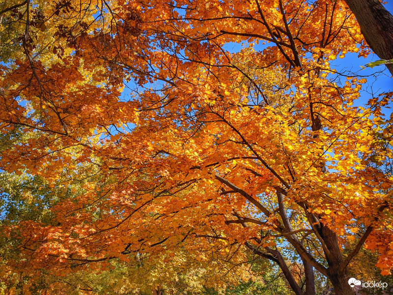 Színes őszi fák