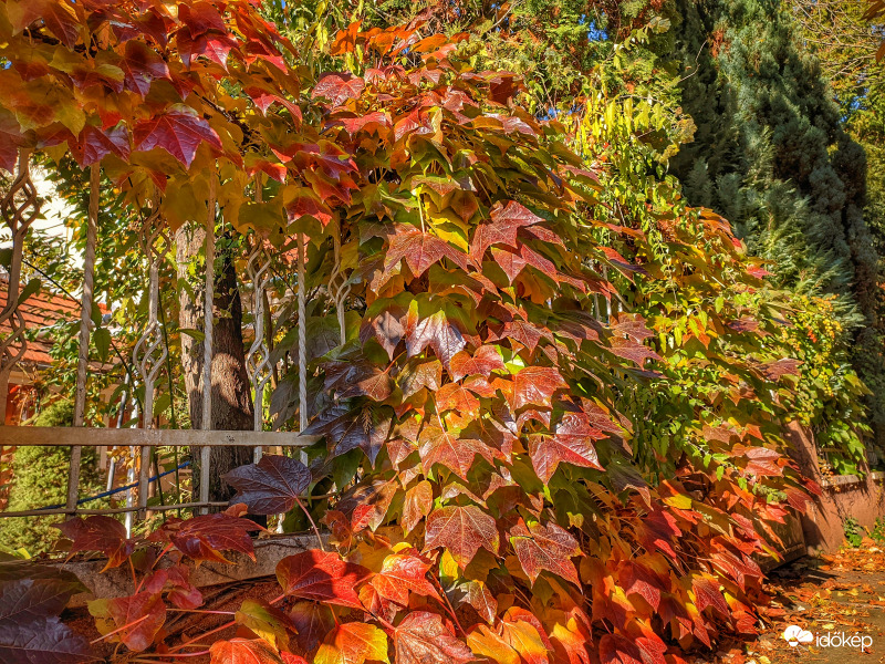 Kerítésre felfutva