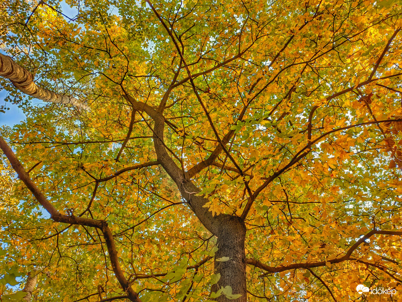 Színváltós kanyargó