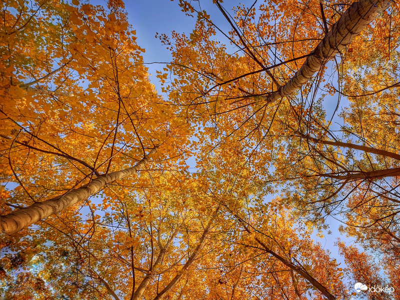 Ahol a fák összeérnek
