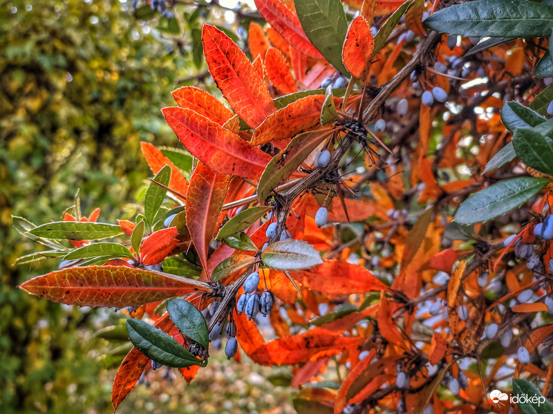 Júlia borbolya ősszel