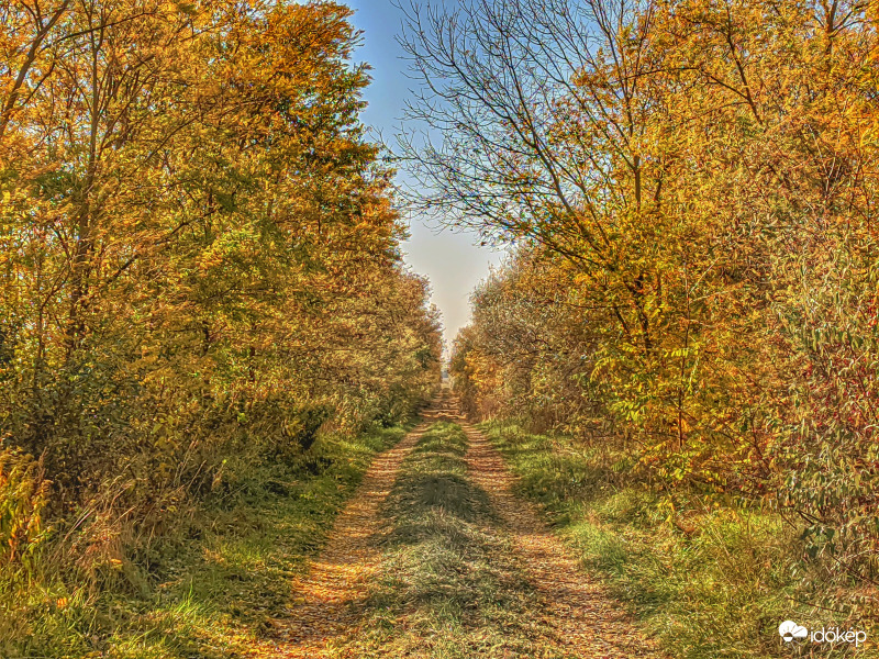 Őszi fák között