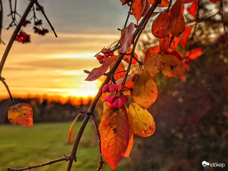 Napnyugta levelekkel