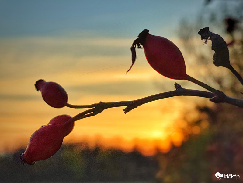 Csipkebogyós napnyugta
