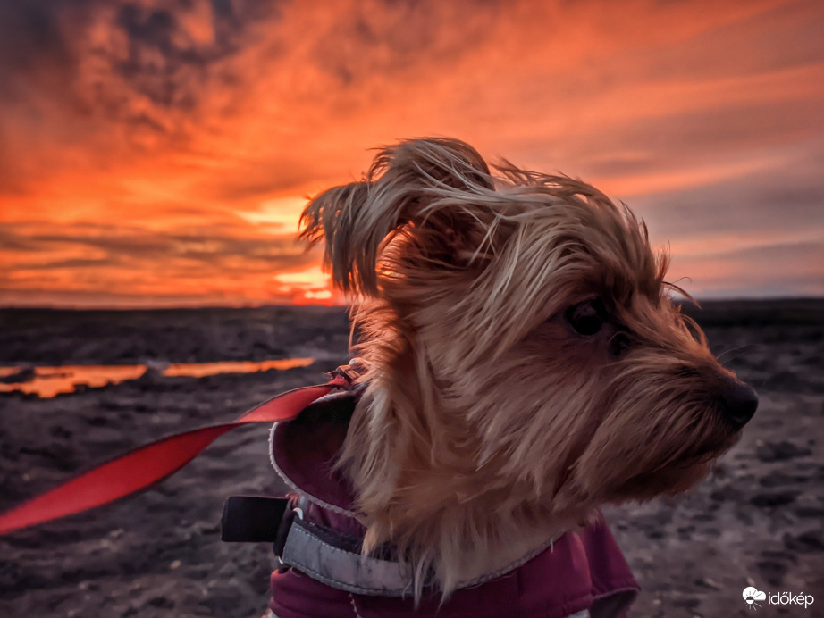 Tüzes Mazsolás alkonyat