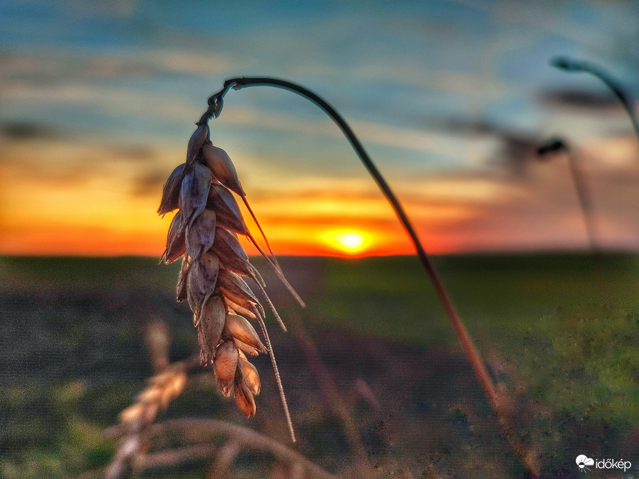 Kalászba zárt alkony