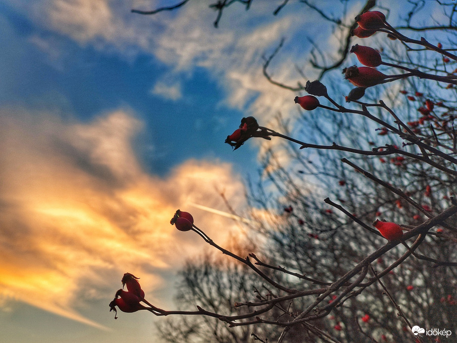 Fátylak csipkebogyókkal