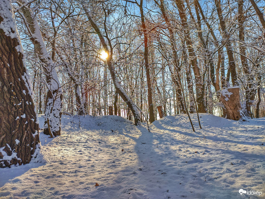 Napfényes téli erdő