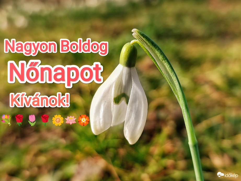 Minden Hölgynek Boldog Nőnapot Kívánok!