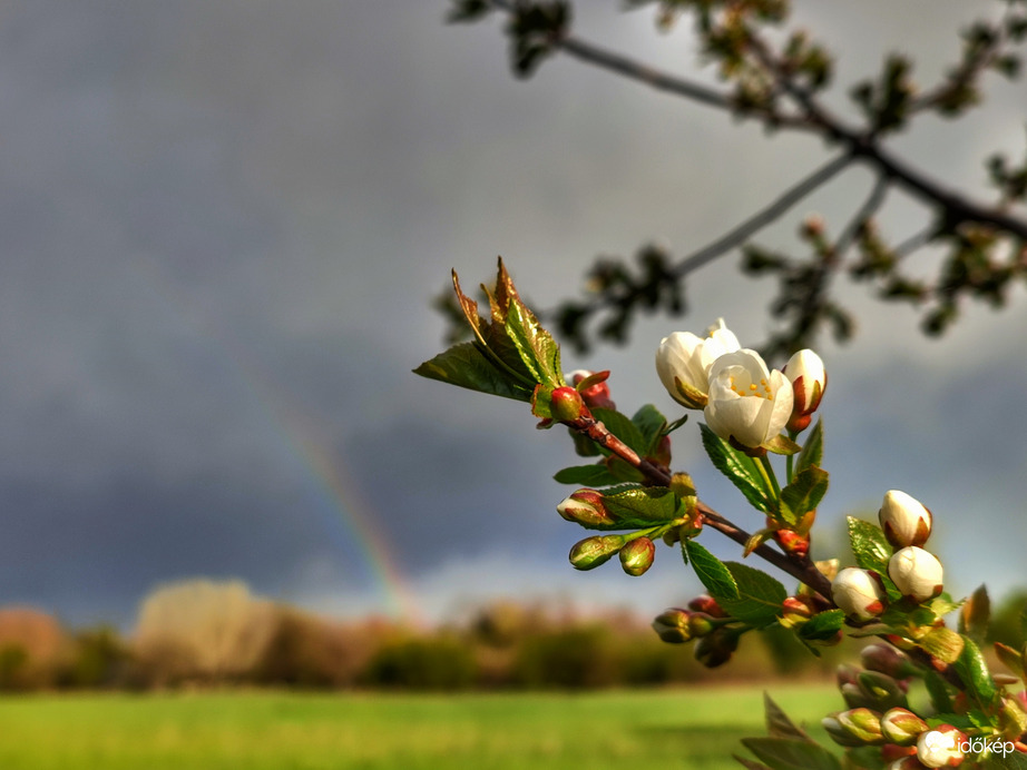 Virágzás és szivárvány