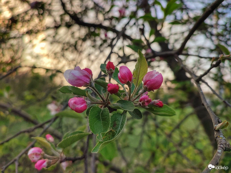 Kibontakozni készül