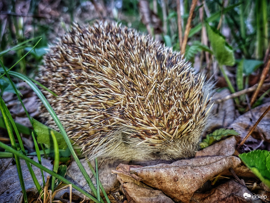 Találkozás egy sünivel