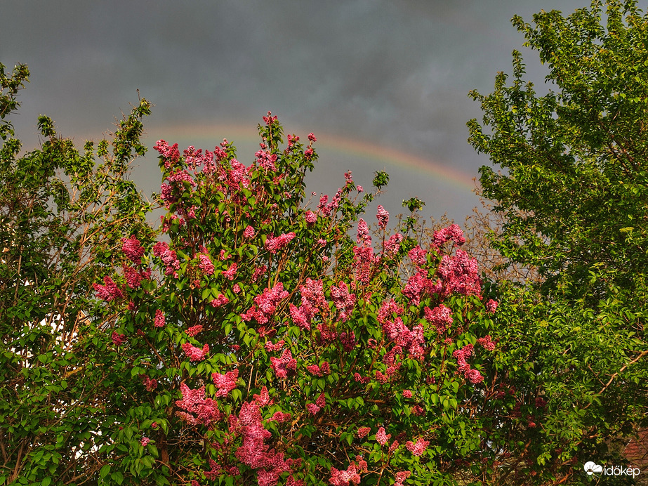 Orgonák szivárvánnyal