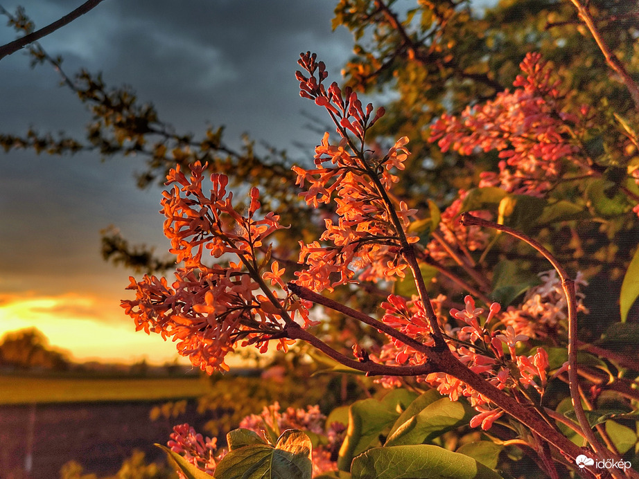 Orgonák alkonyfényben
