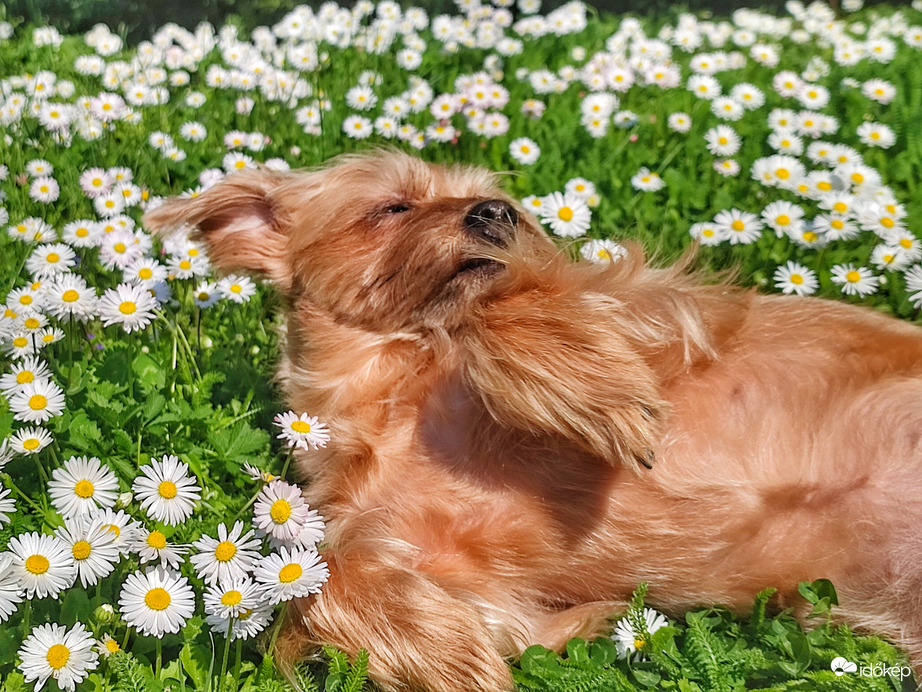 Lazítás a százszorszépek között