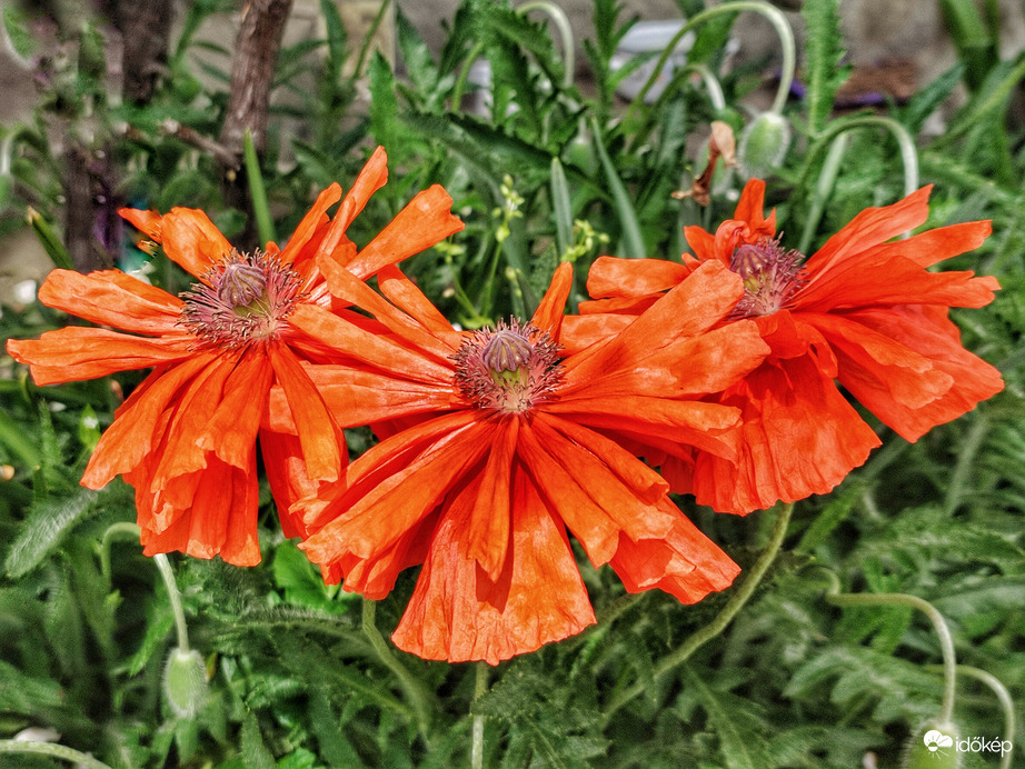 Virágzás és elnyílás