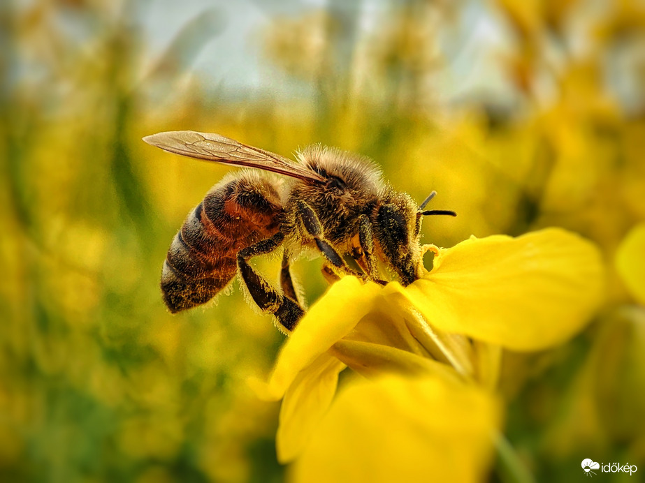 Repcén szorgoskodó