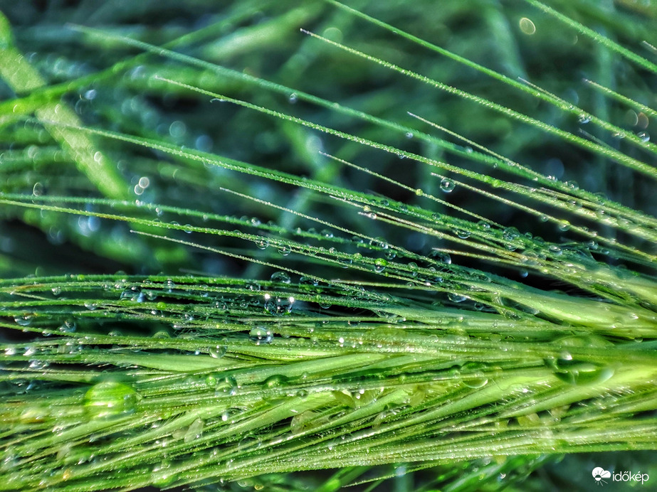 Kalászon pihenő cseppek