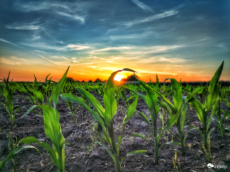 Kukoricás naplemente