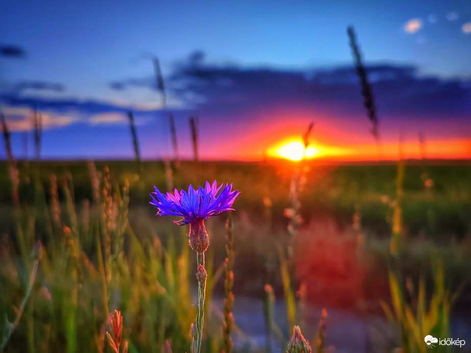 Magányos búzavirág