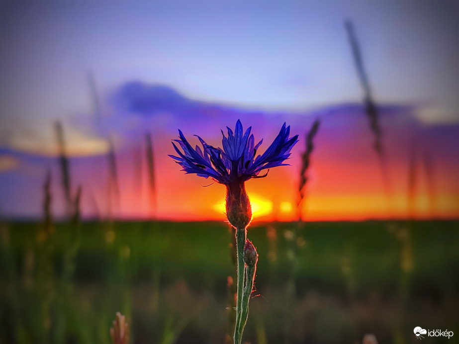 Búzavirágos alkony